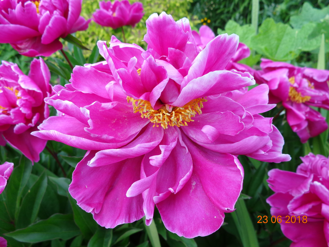 пион малин оч крупно