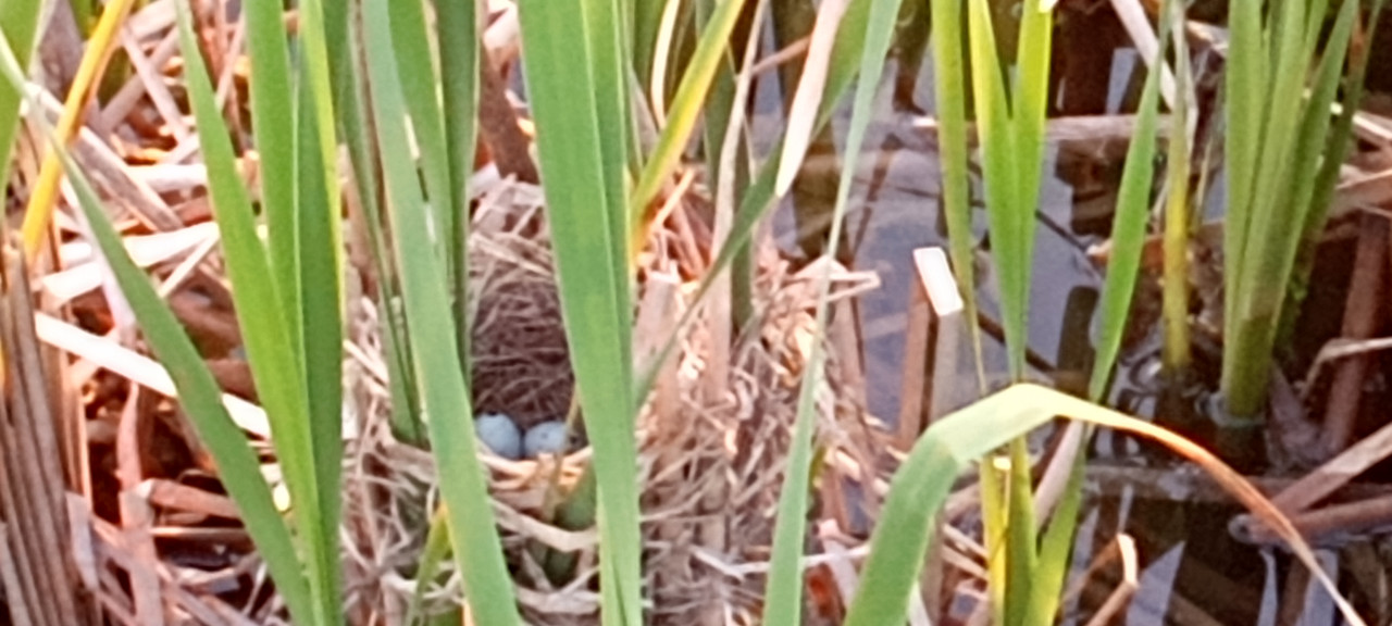 Redwing Nest 5:22:23