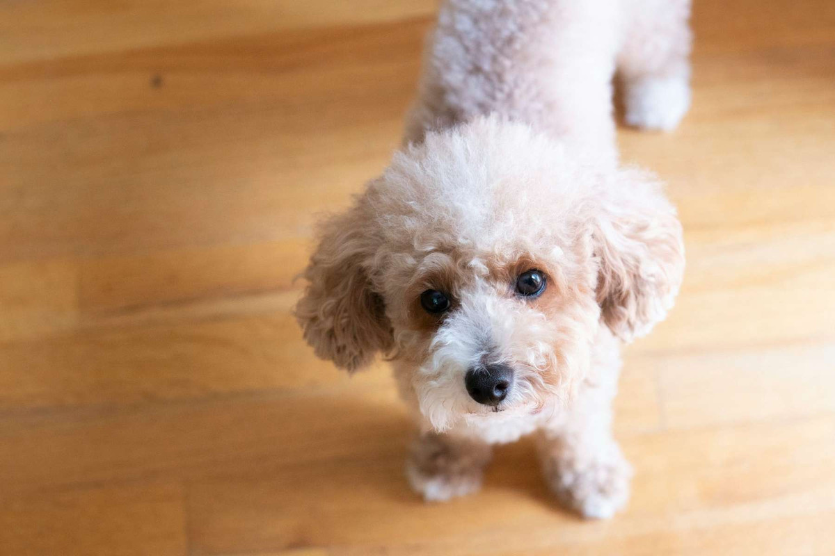 Are Toy Poodles Small Or X Small
