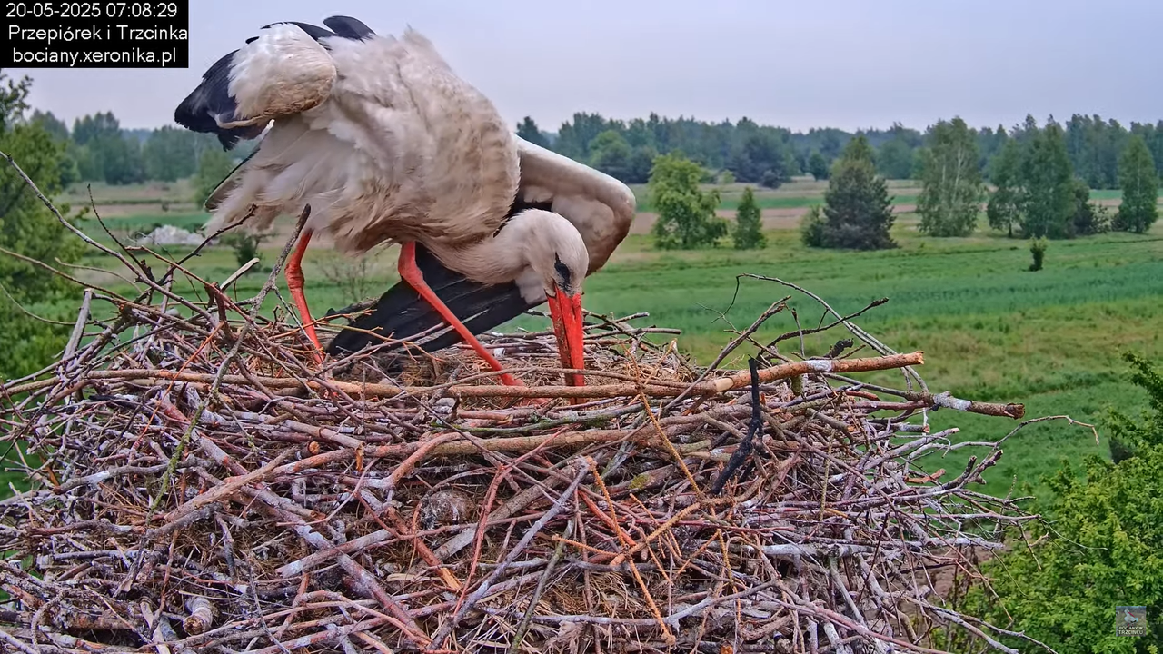 20052025bociany5
