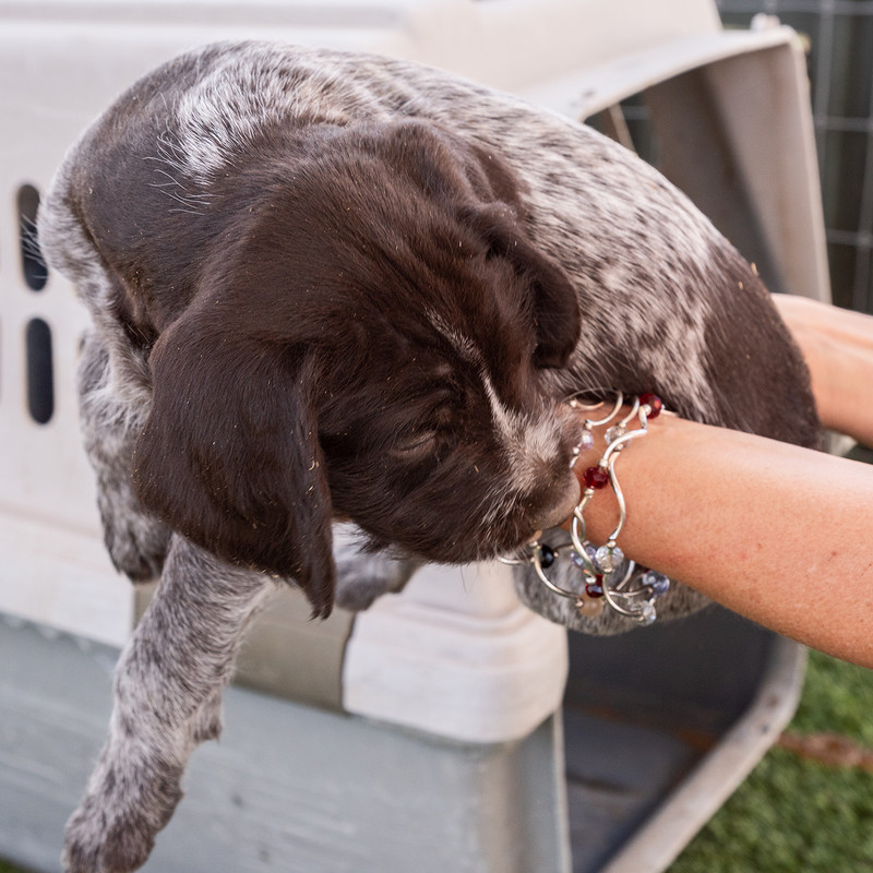 drive1400Puppies4-25-2019_0017