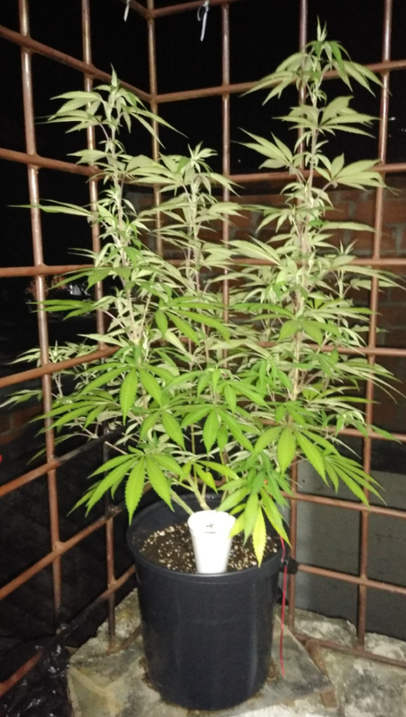 thumbnail_Screenshot_20200717-210919