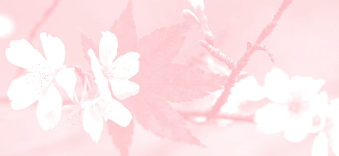 cherry blossoms and maple