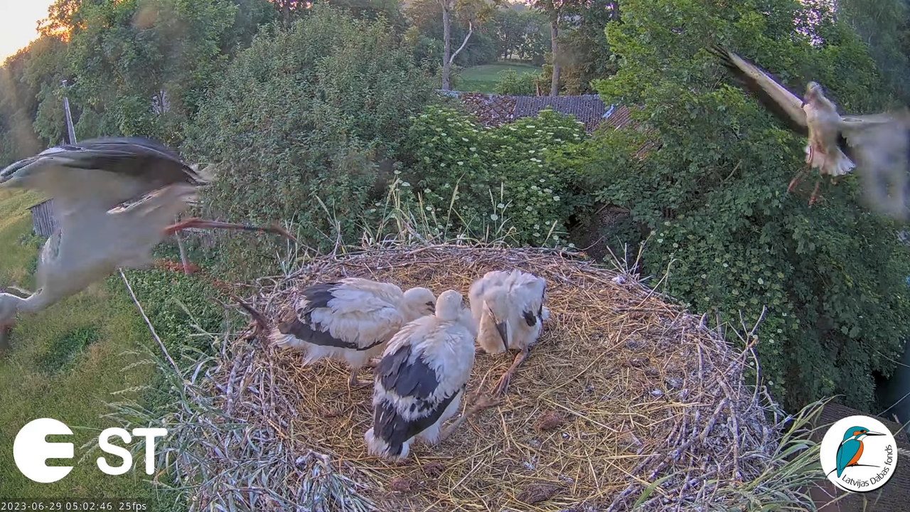 Baltie stārķi (Ciconia ciconia) Tukuma novadā - LDF tiešraide __ White storks in Tukums, Latvia 12-4