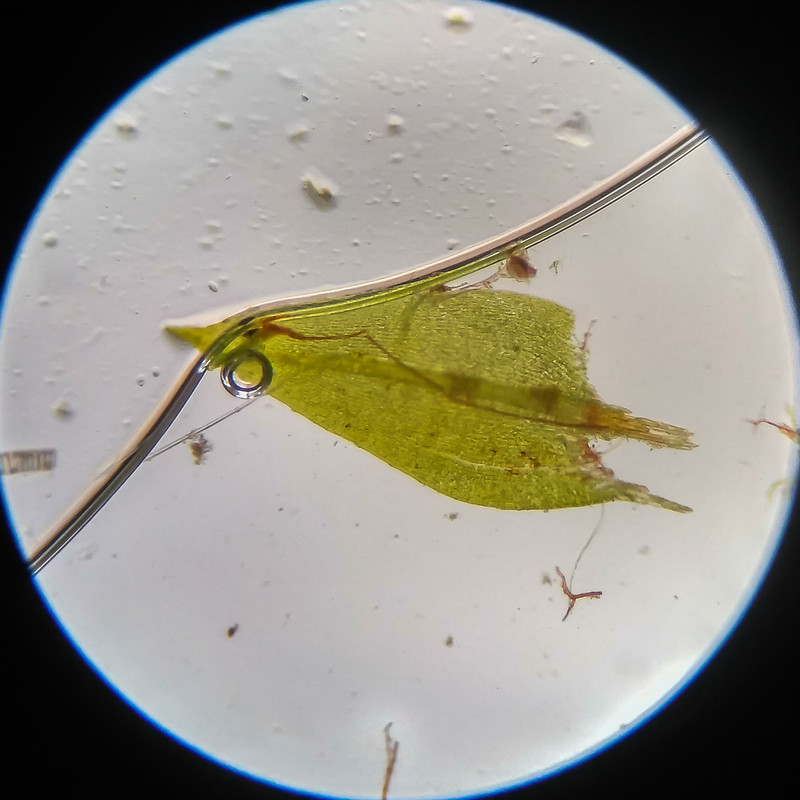 IMG 20250617 115313 HDR