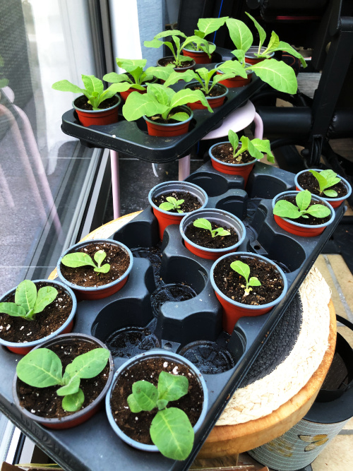 tobacco plants