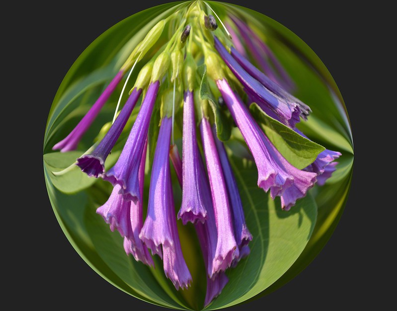 purple-trumpets.jpg