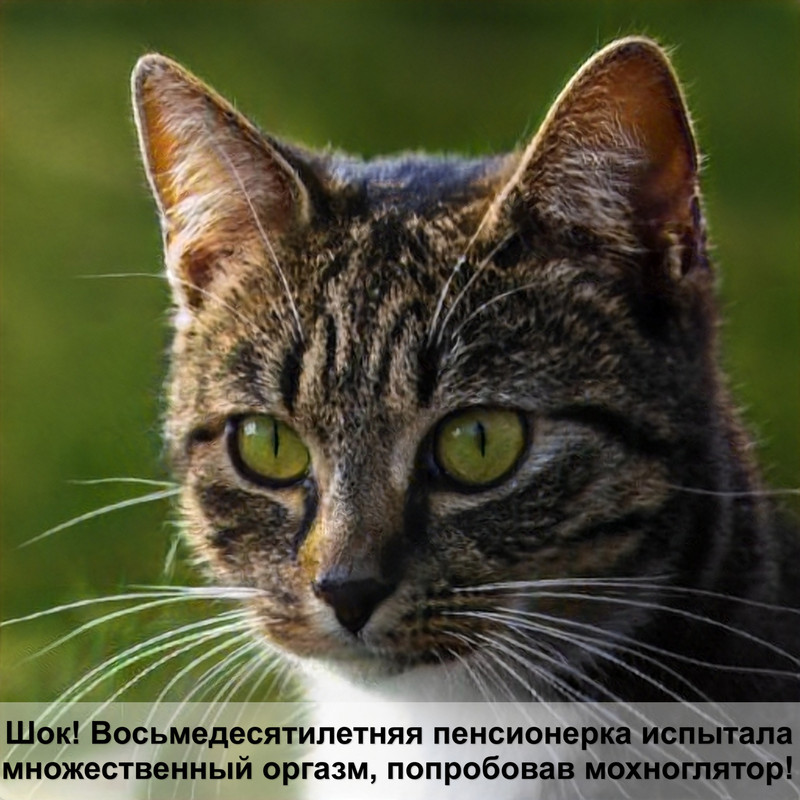 породистые кошки полосатого окраса