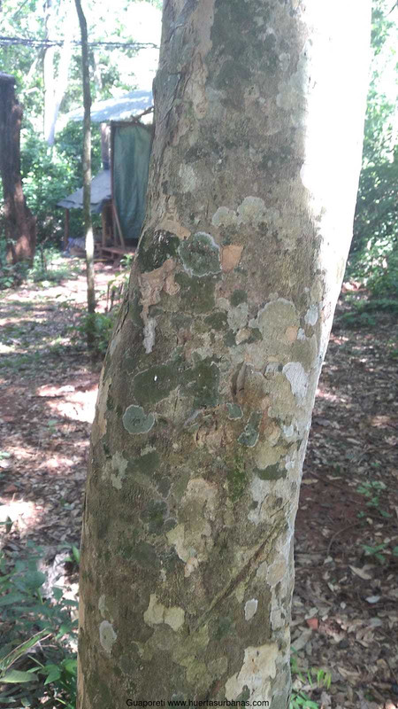 Huertasurbanas_com-guapo8.jpeg-20220103_145114Guaporeti