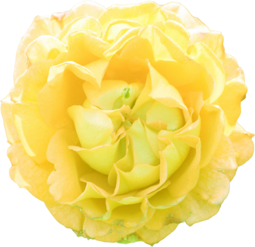 Kit_Just_Bee_In_ME (27)