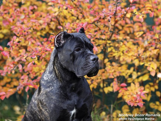 Питомник дозор. Питомник дозор. Канарский дог фото. Питомник дозор. Питомник ночной дозор кане корсо.