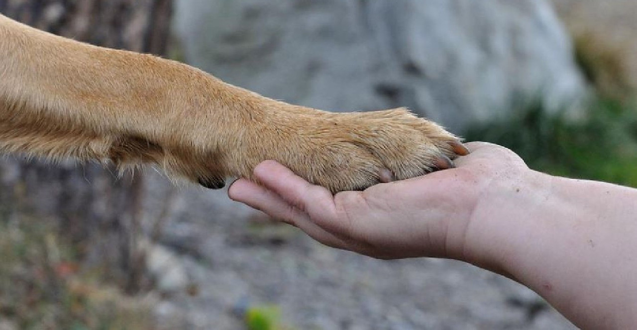 Perrito salva a su pequeño dueño de violento ataque 