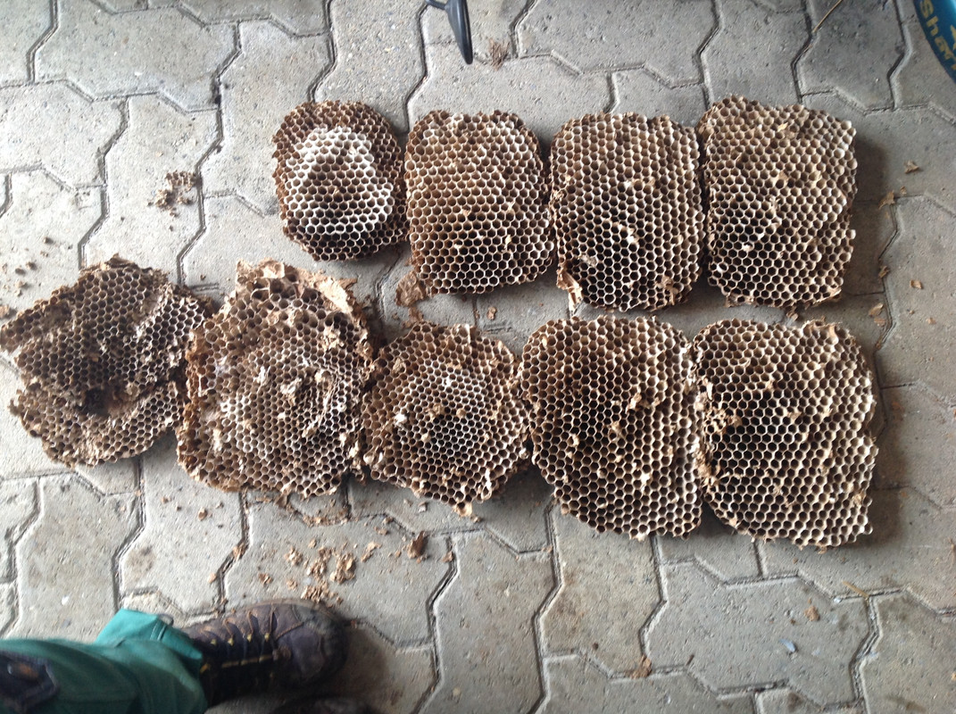Hornissen Nest und Waben Winter 2015 (12)