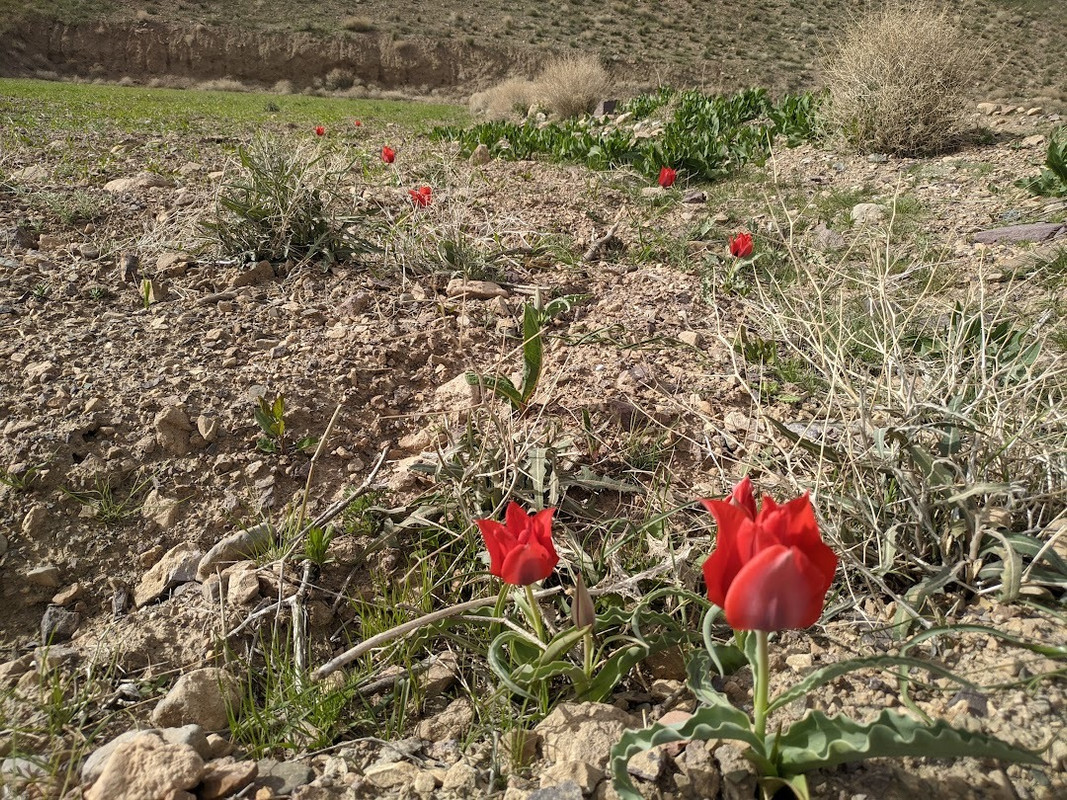 Read more about the article رویش لاله در دشت و صحرای خانیک