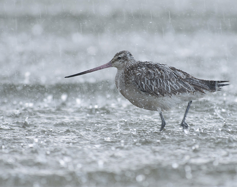 Rosse Grutto in de regen op Terschelling. Dit was eens een winnende foto