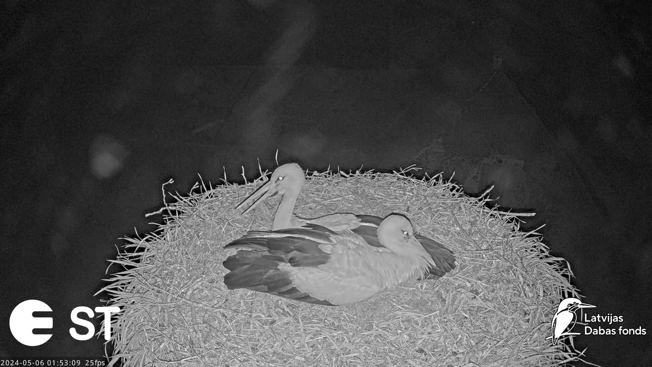 Baltie stārķi (Ciconia ciconia) Tukuma novadā - LDF tiešraide __ White storks in Tukums, Latvia 6-9-