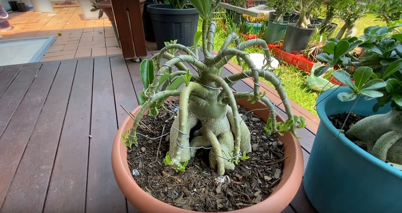 results-of-wiring-adenium.jpg