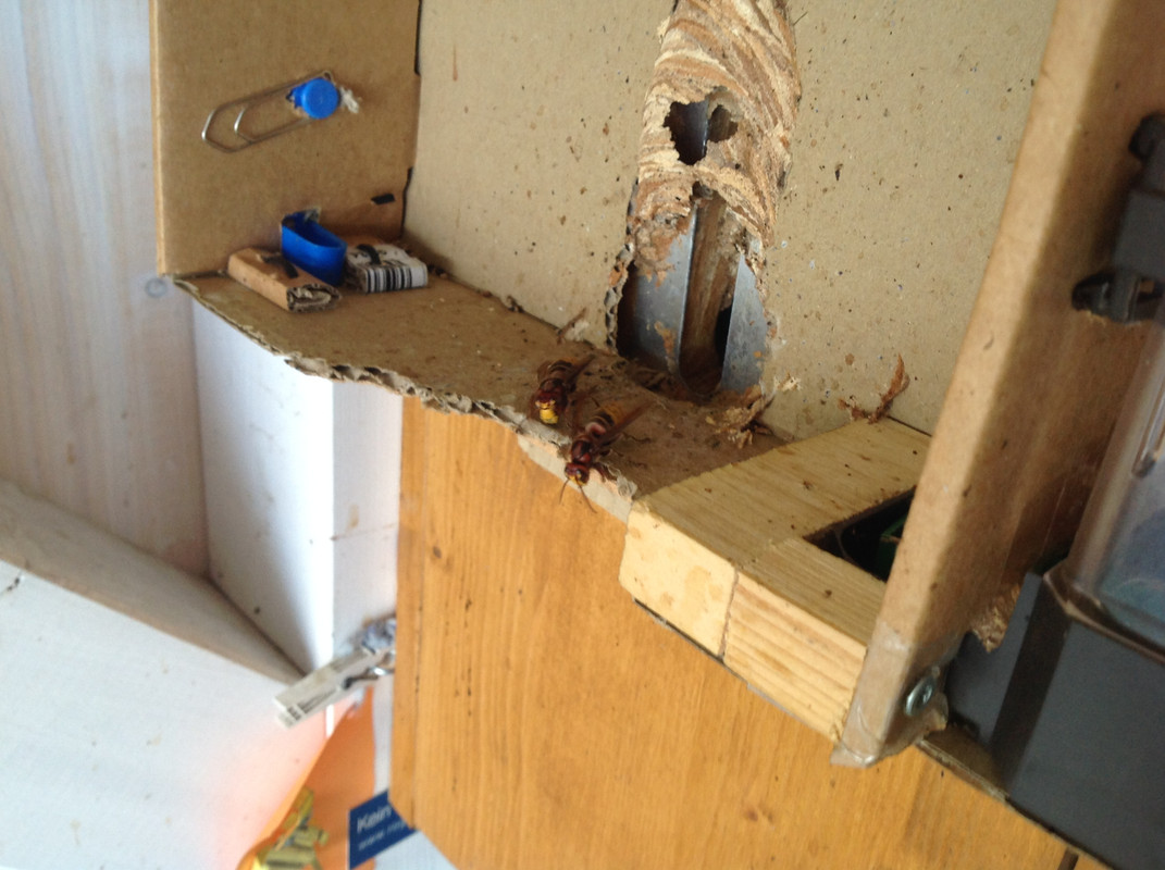 Vespa crarbo germana 29.Oktober 2015 (3)