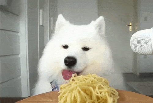 Dog-white-fluffy-samoyed-dog-eating-long-noodle-spaghetti.gif