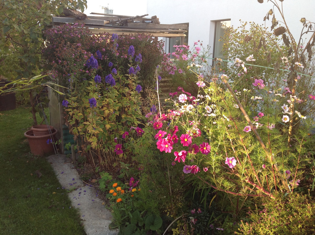 Garten Impressionen 25. Okt. 2015 (4)