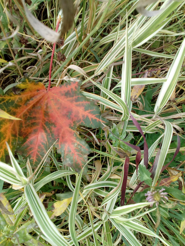 IMG_20171008_135901_2CS