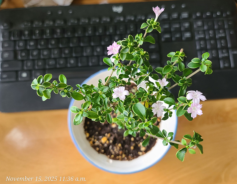 [Image: 20251115-113649.jpg]