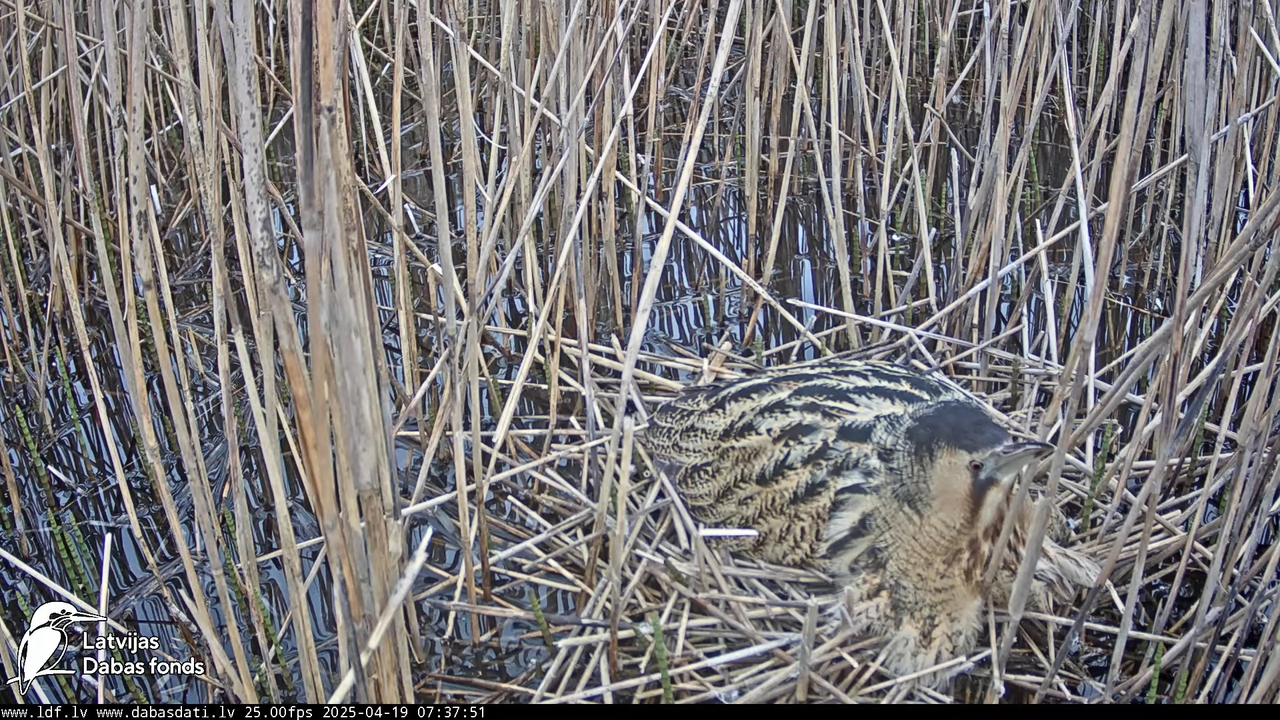 LDF Lielais dumpis (Botaurus stellaris) Zemītes pagastā 14-23-6 screenshot