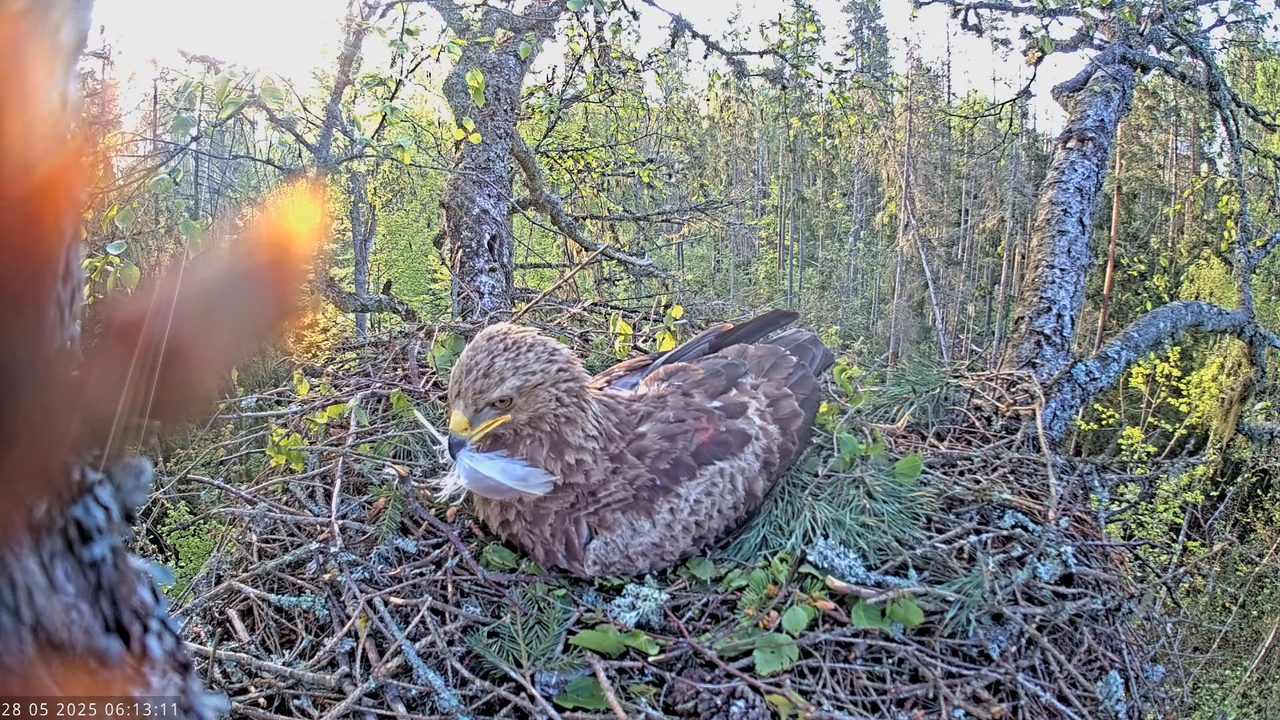 Väike-konnakotkas __ Clanga pomarina __ Lesser Spotted Eagle 9-55-51 screenshot