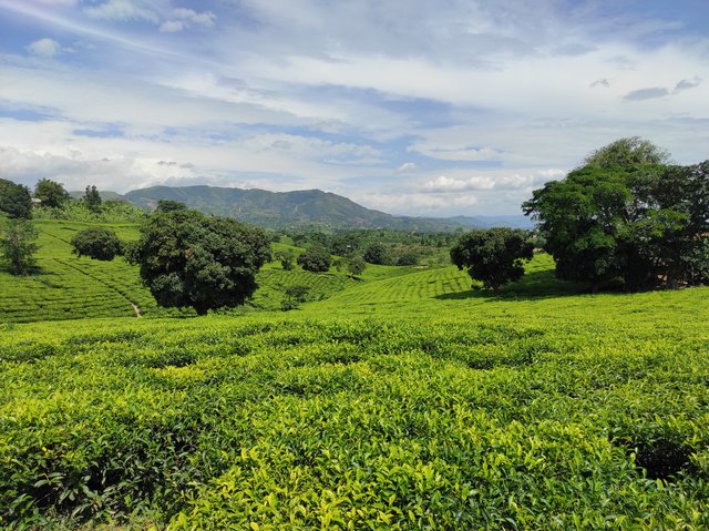 18 días por las tierras más remotas de Uganda y Kenya - Blogs de Africa Este y Centro - Bwindi - Queen Elizabeth National Park (9)