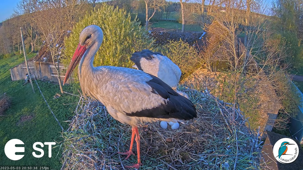 Baltie stārķi (Ciconia ciconia) Tukuma novadā - LDF tiešraide __ White storks in Tukums, Latvia 18-2