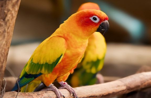  How to train Conures to stop Bite