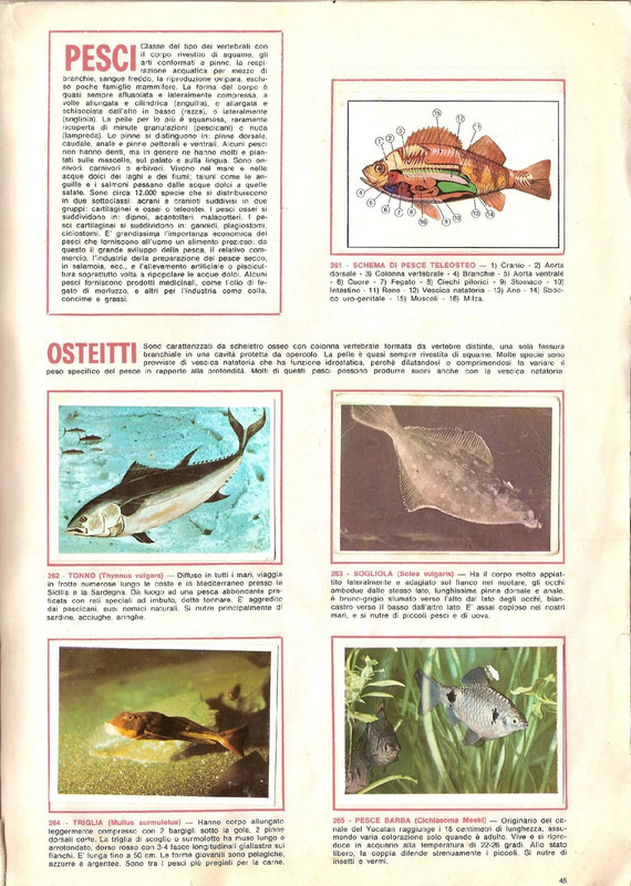 Animali-di-Tutto-il-Mondo-1965-Panini-47