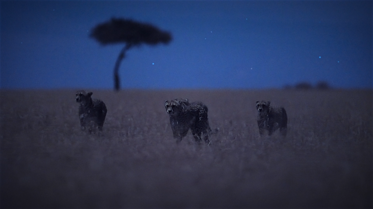 Notte.Sul.Pianeta.Terra.S01E01.Pianure.Al.Chiaro.Di.Luna.iTALiAN