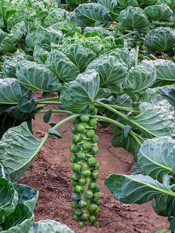 Какие сорта брюссельской капусты самые популярные и урожайные отзывы опытных садоводов