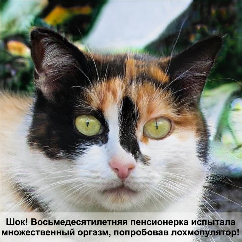 роды лысой кошки