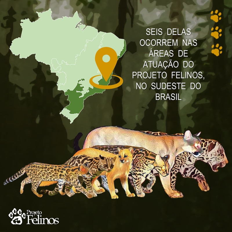 Projeto Felinos (_projeto_felinos) posted on Insta(JPG)