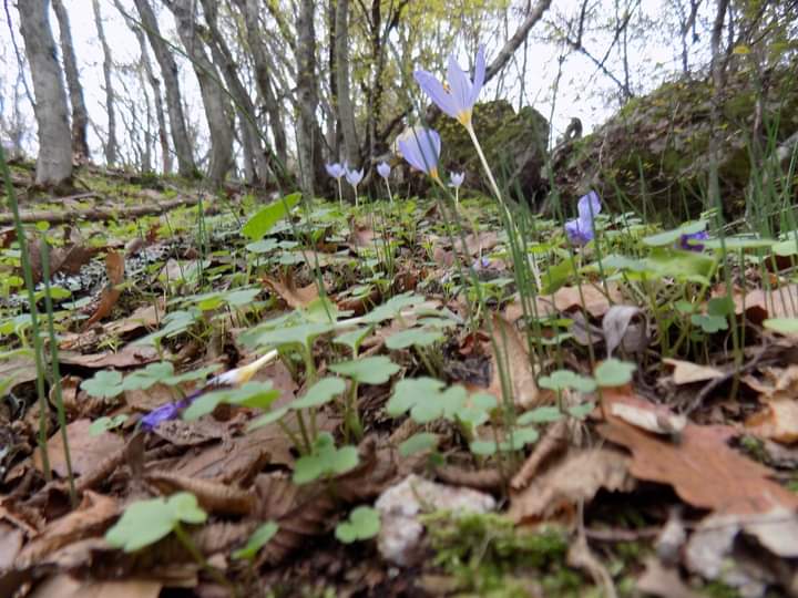 FB_IMG_1604176503264