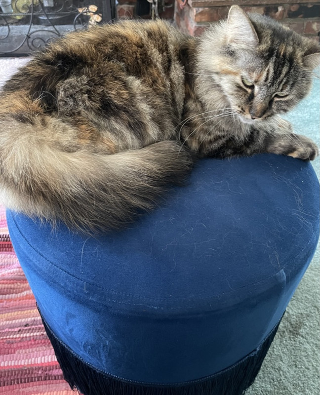 3DF3D210-6E1E-4E33-9953-102F9A3E2889_1_105_c