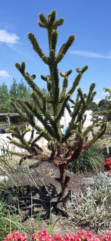 007 - 20200801_131714