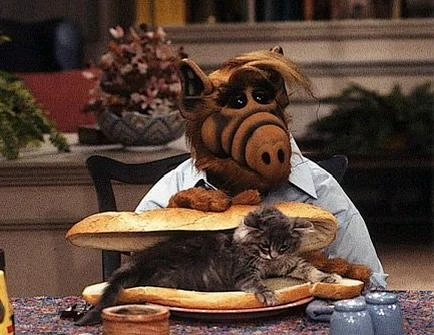 Cat-sandwich.webp