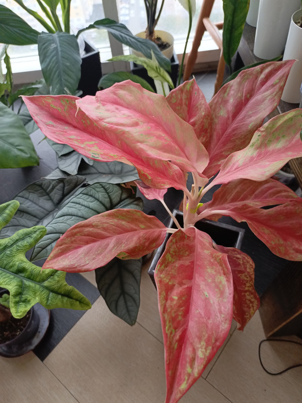 IMG_20240928_085642_341