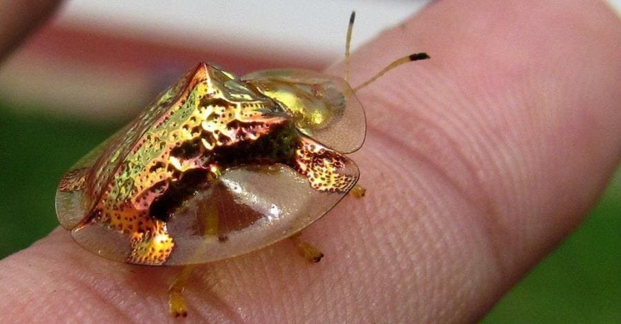 Жук-черепаха (Charidotella sexpunctata) Жук-черепаха (Charidotella sexpunctata)