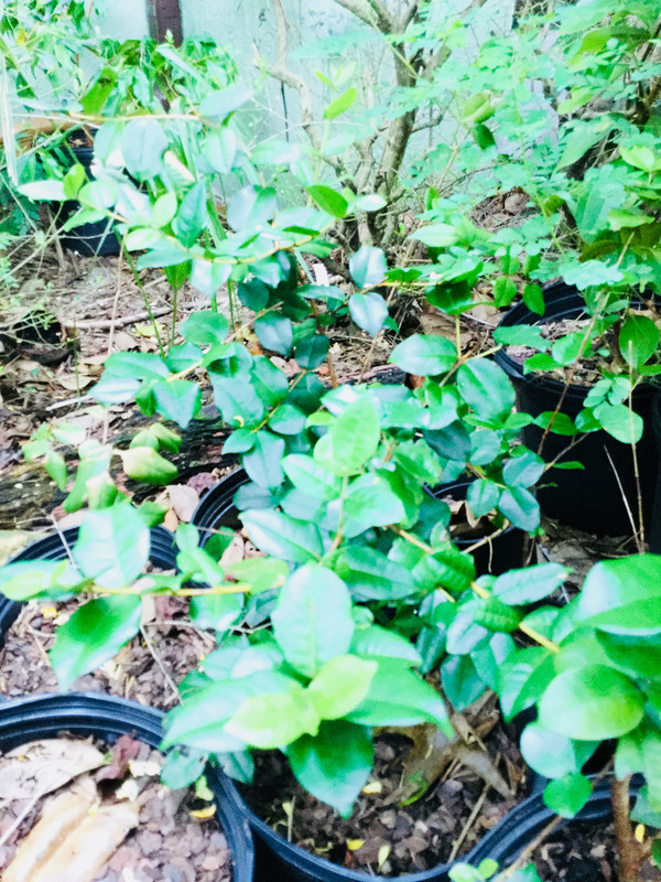 ADA32043-C2F2-4232-89A7-6375B152DD16