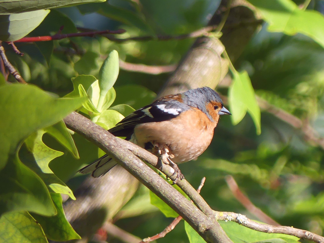 CHAFFINCH 1