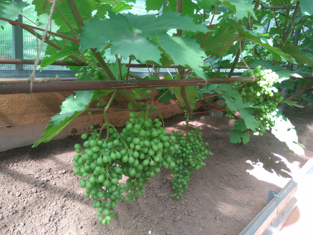 Астраханиский розовый (фото от 11.07.2018).