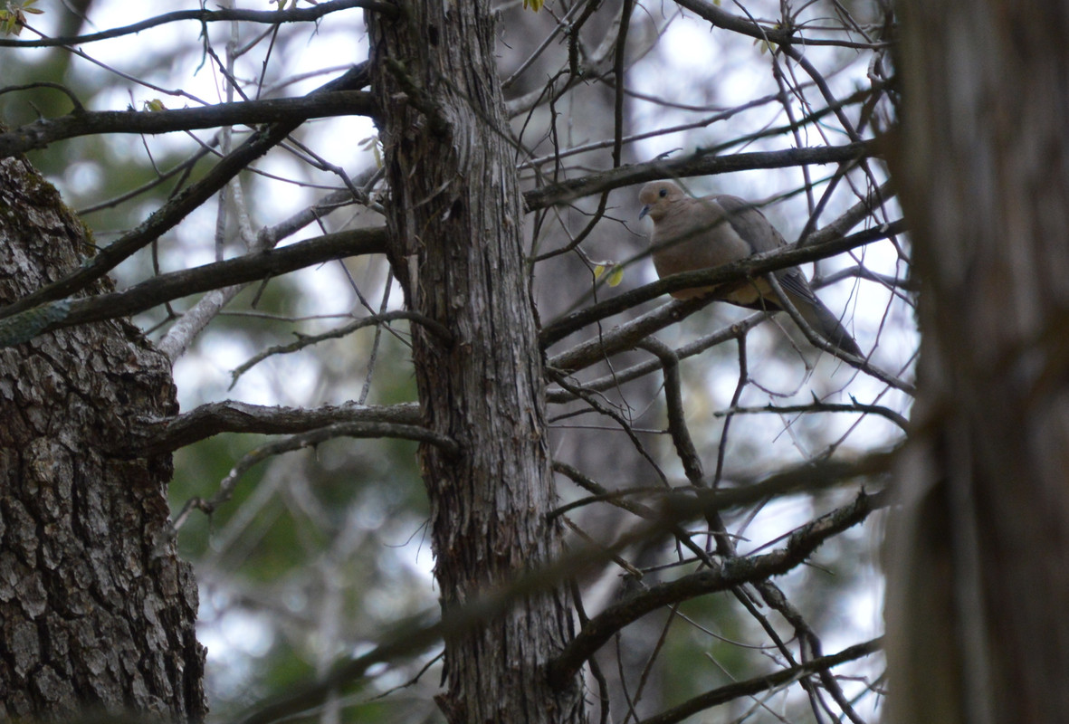 2021-4-23 Doves (12)