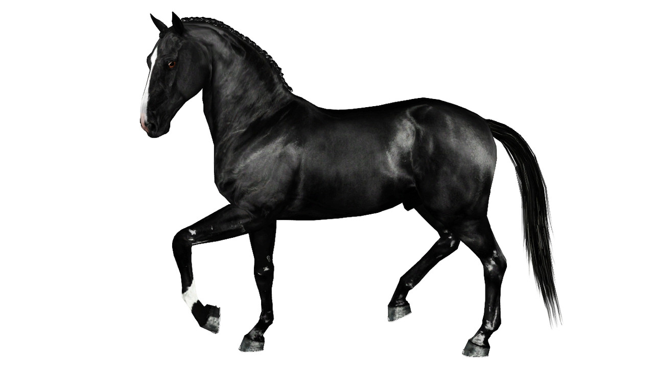 Horse image