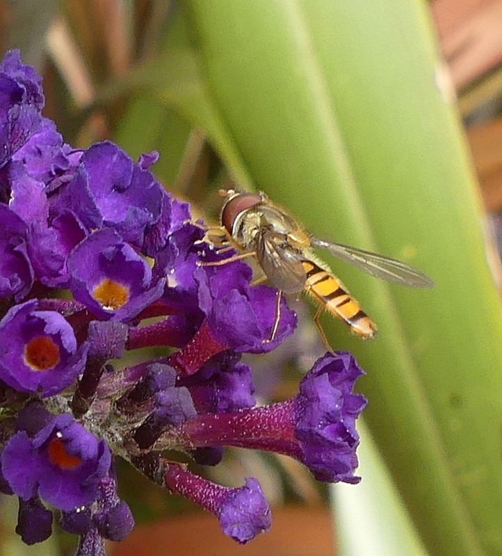 HOVERFLY 2 08824
