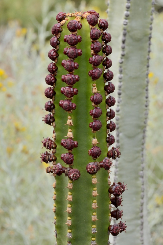 Cactus Cordelaria