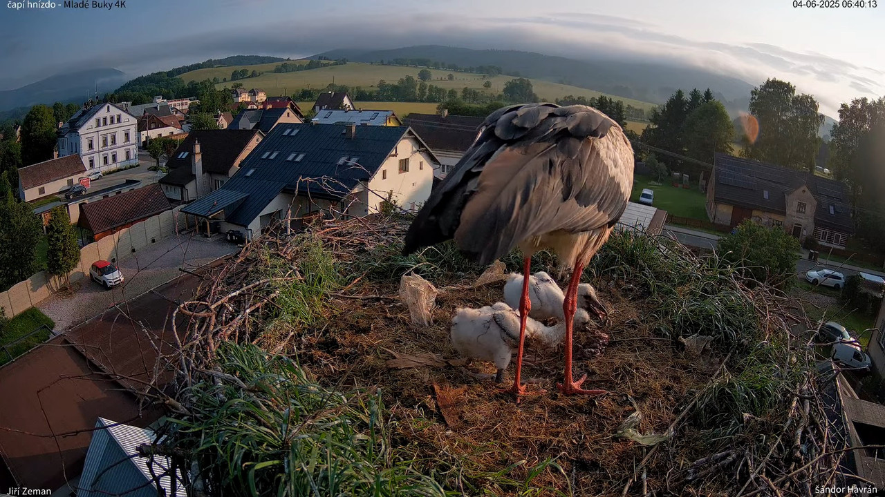 Tiešraides kamera — Mladé Buky — stārķa ligzda 4K 8-55-54 screenshot